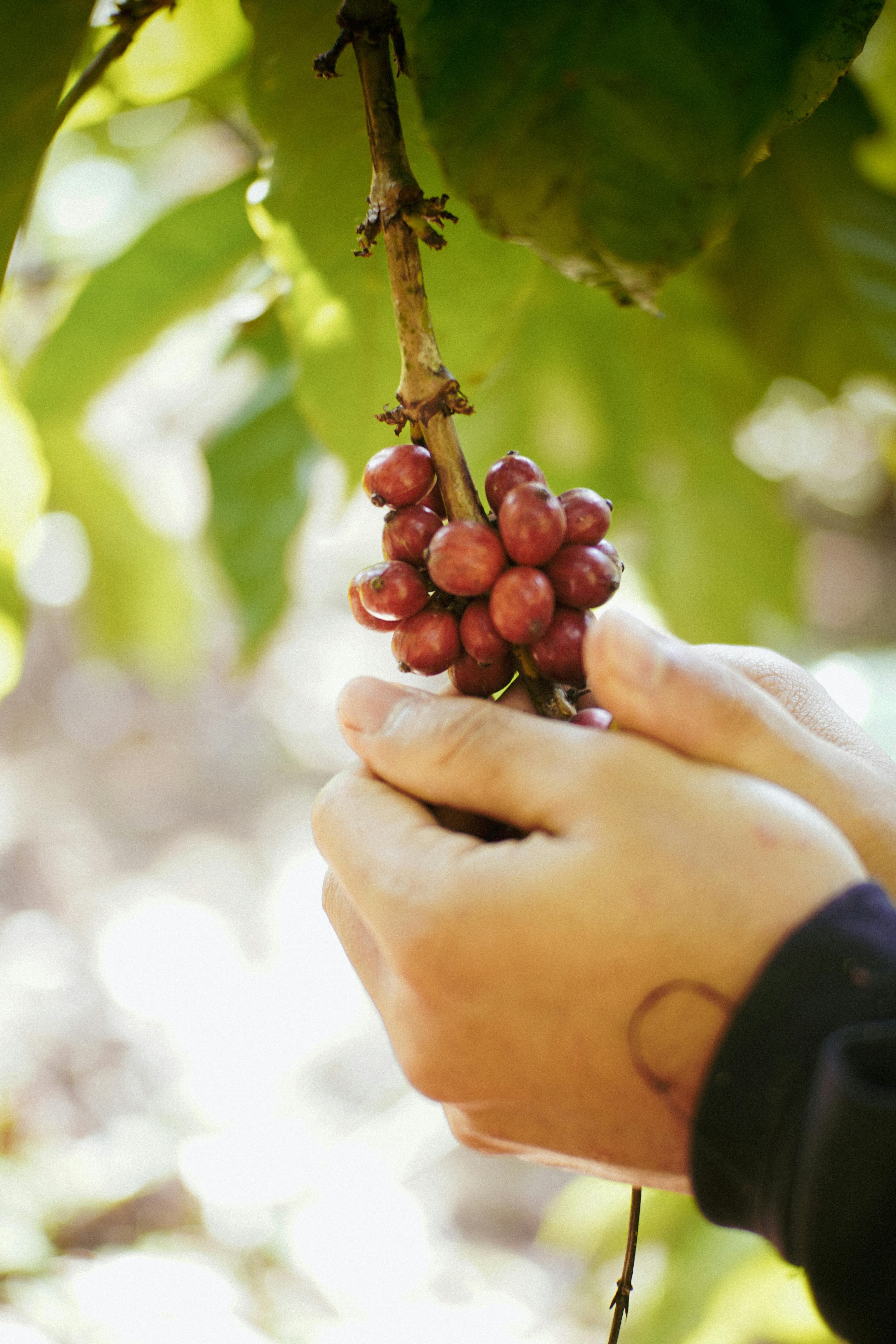 Specialty Coffee vs Commercial Coffee: What You’re Really Drinking